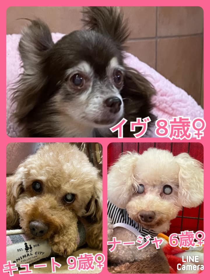 🐾今日の里親様募集中ワンコ🐶＆ニャンコ🐱メンバーです🐾2021,5,4